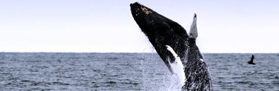 Whalewatching auf Island