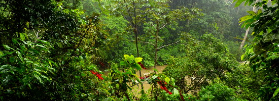 Ceiba Tour in Costa Rica