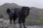 Radreise durch Norwegen mit dem Hund