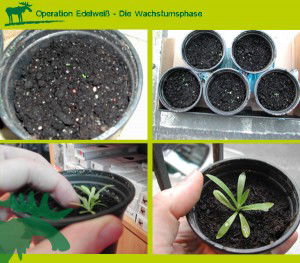 Edelweiss_Wachstum_bei_Unterwegs-Kopie-300×263