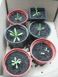 operation_edelweiss_viele_jungpflanzen_unterwegs-225×300