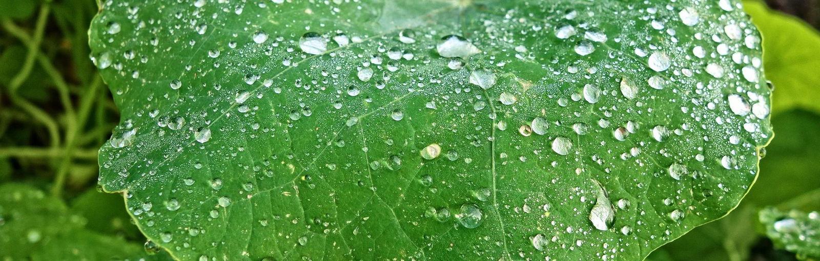 Petunien-Blatt Ein Petunien-Blatt benötigt keine DWR Imprägnierung. Die Natur hat es mit einer wasserabweisenden Eigenschaft ausgestattet.