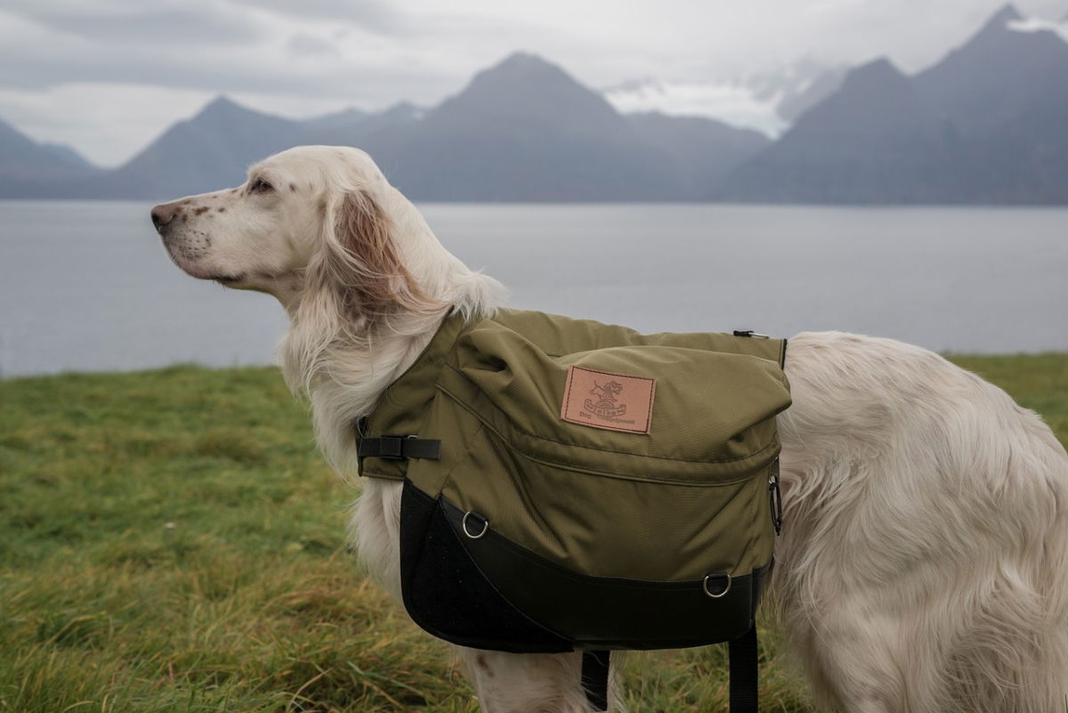Wandern mit Hund 4 Hund Backpack