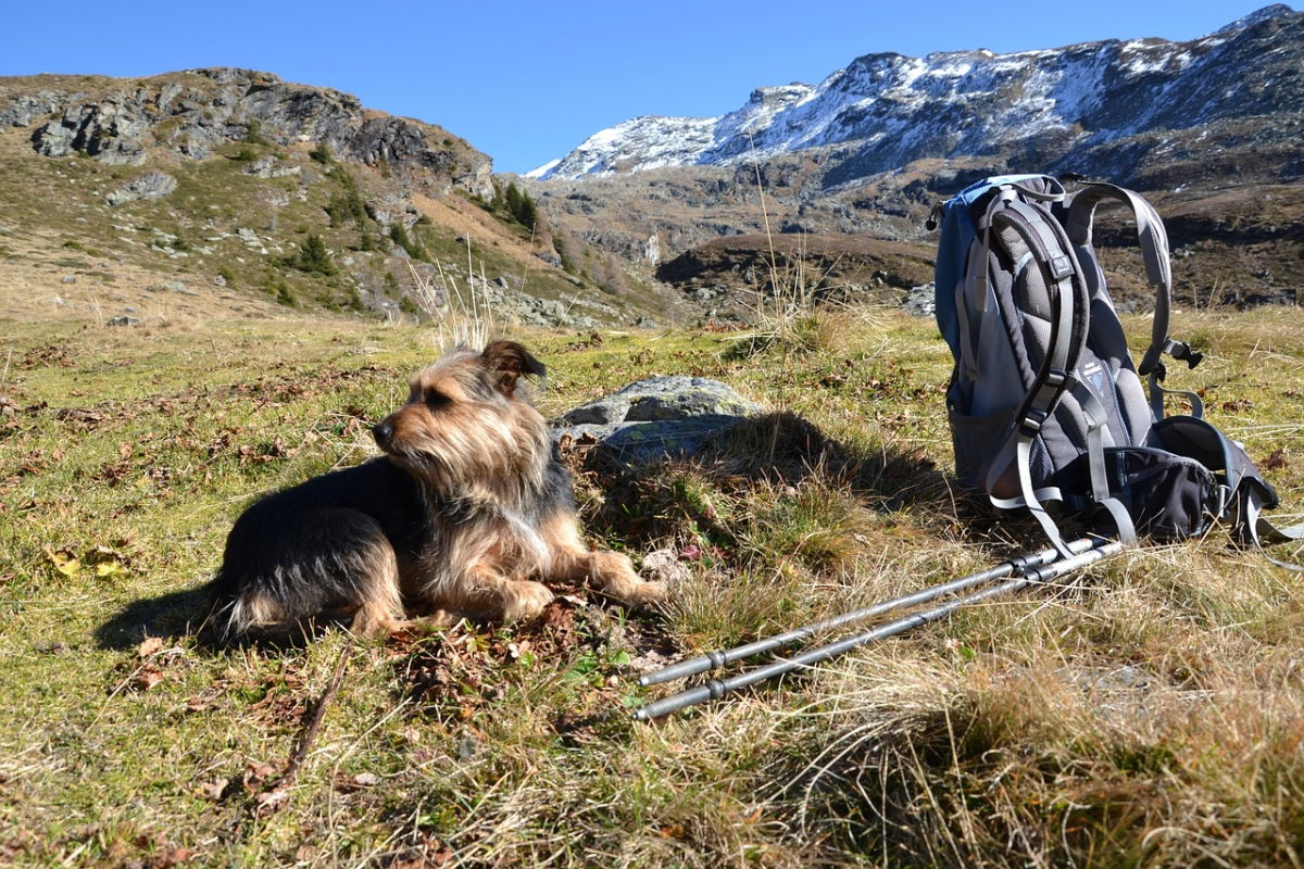 Wandern mit Hund 5 Hund Pause