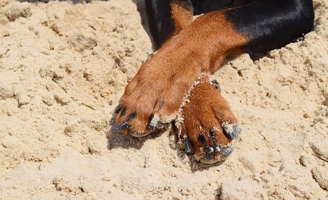 Wandern mit Hund 6 Hundepfoten