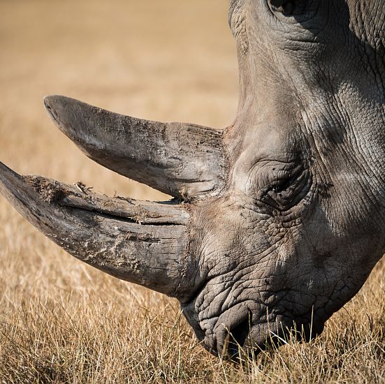 Nashorn
