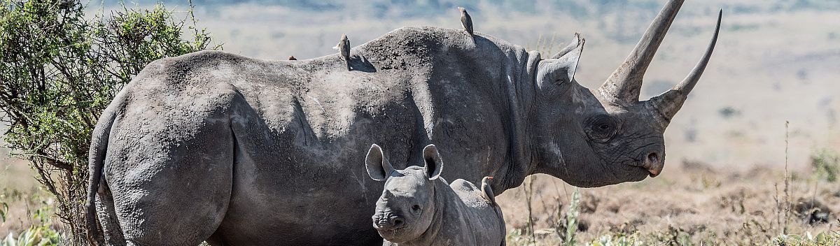 Spitzmaulnashorn mit ihrem Jungen