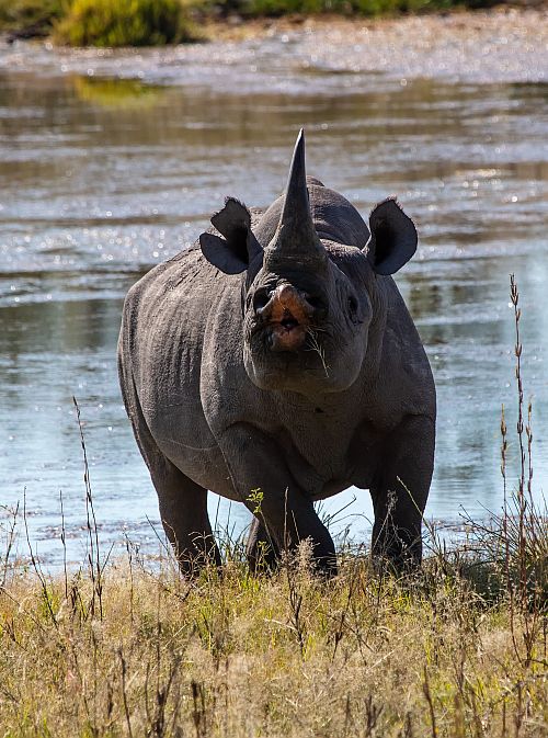 Spitzmaulnashorn