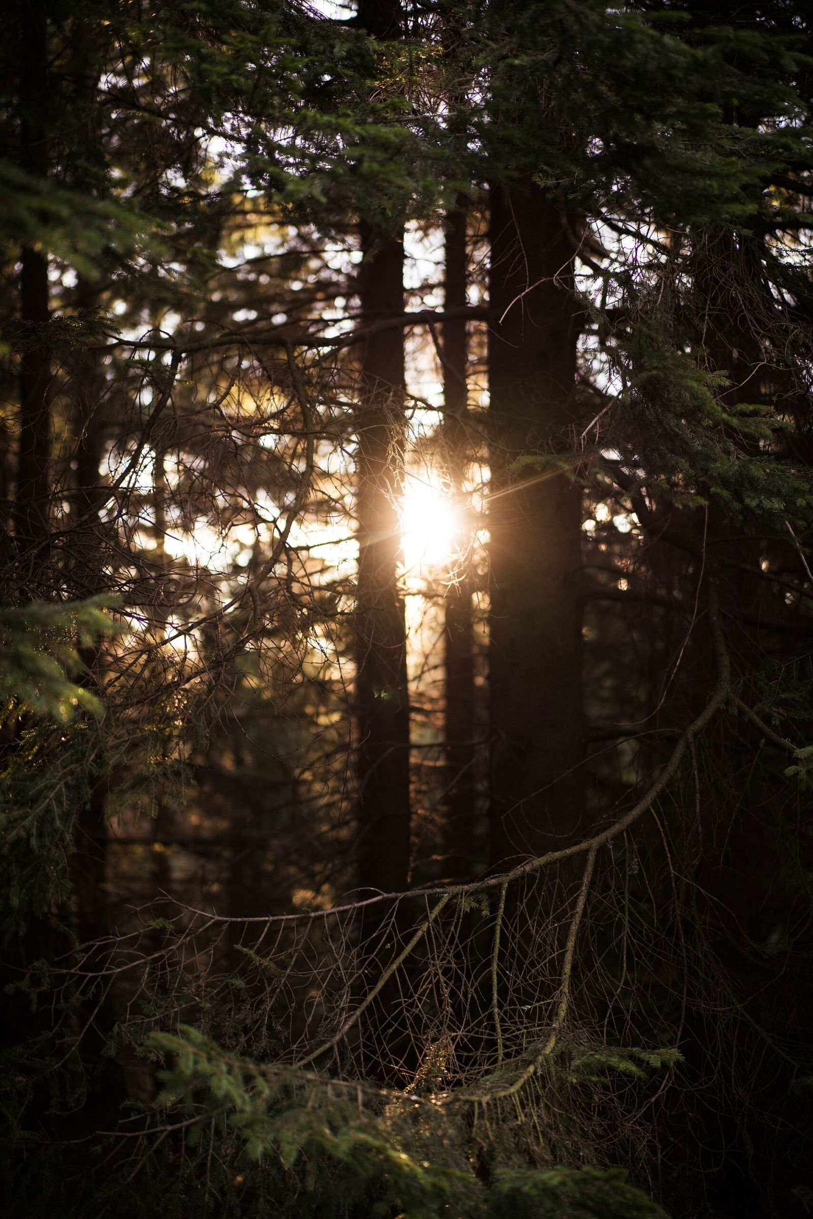 deutsche-waelder-harz-jonas-tebbe Sonnenaufgang im Nationalpark Harz