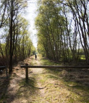 Wanderweg Wald Wanderweg Wald