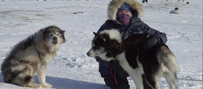 Schlittenhunde