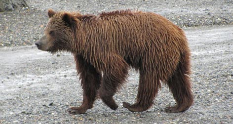 Grizzlybär