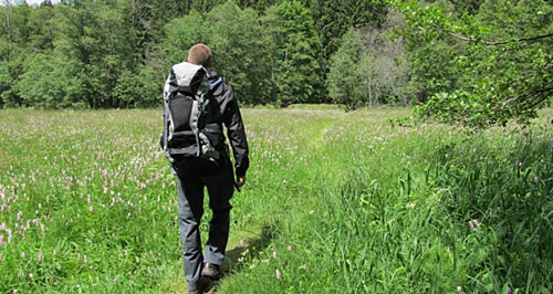 Bergwiese im Harz