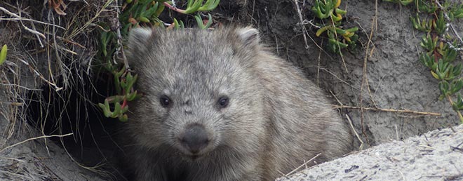 Possum Tasmanien