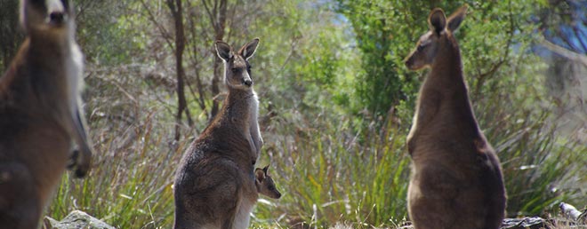 Wallaby