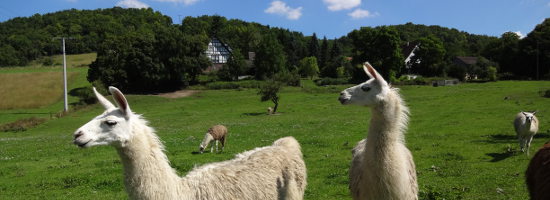 Lama auf dem Kocher-Jagst-Radweg