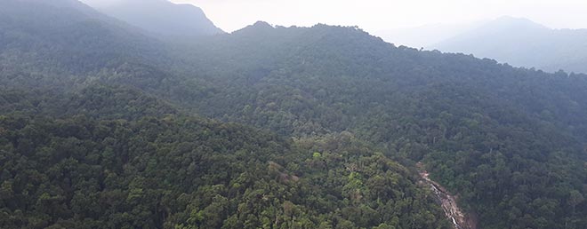 Dschungel-Langkawi