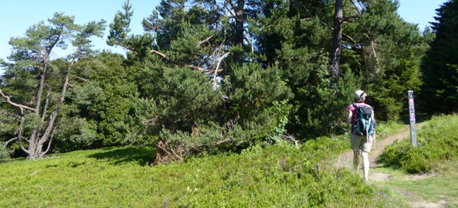 Medebacher Bergweg