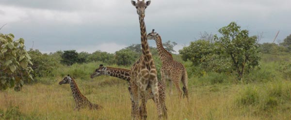 Giraffen im Nationalpark