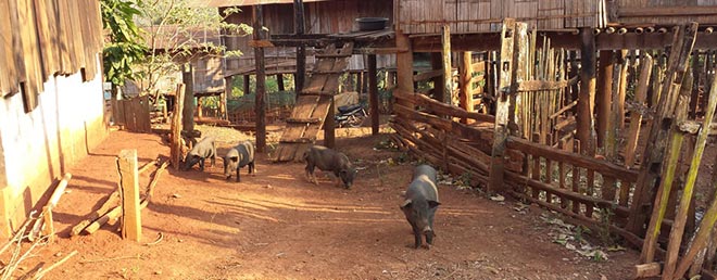 Schweine im Bergdorf