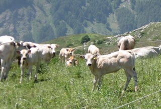 Glückliche Kühe im Piemont