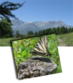 Schmetterlinge im Piemont