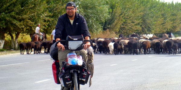Schafe auf dem Weg durch Kirgistan
