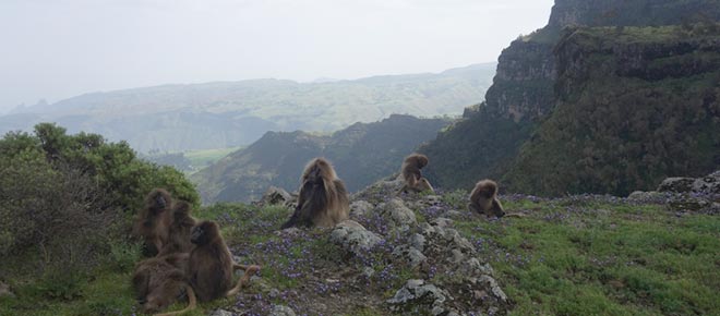 Gelada-Paviane in den Simien Mountains