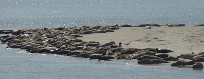 Robben auf Norderney