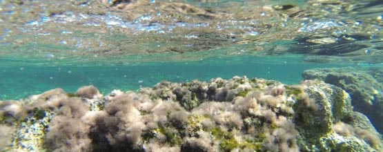 Unterwasserweltr auf Kreta
