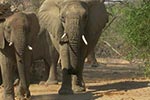 Wüstenelefanten in Namibia