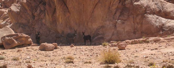 Esel im Sinai