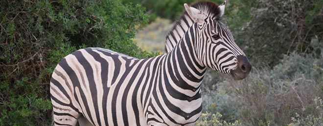 Zebra