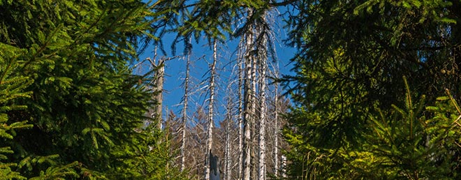 Waldschaden durch Borkenkfer