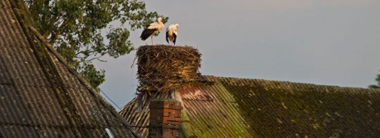 Ein Storch