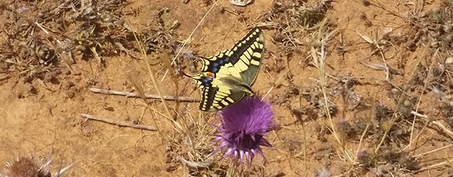 Schmetterling