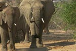 Wstenelefanten in Namibia 